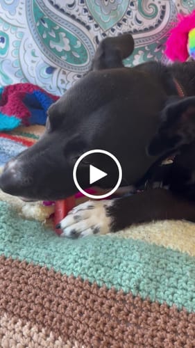Customer video review of Mix Flavored (Strawberry, Banana, Mint, & Pumpkin): a Pack of 4 Sticks