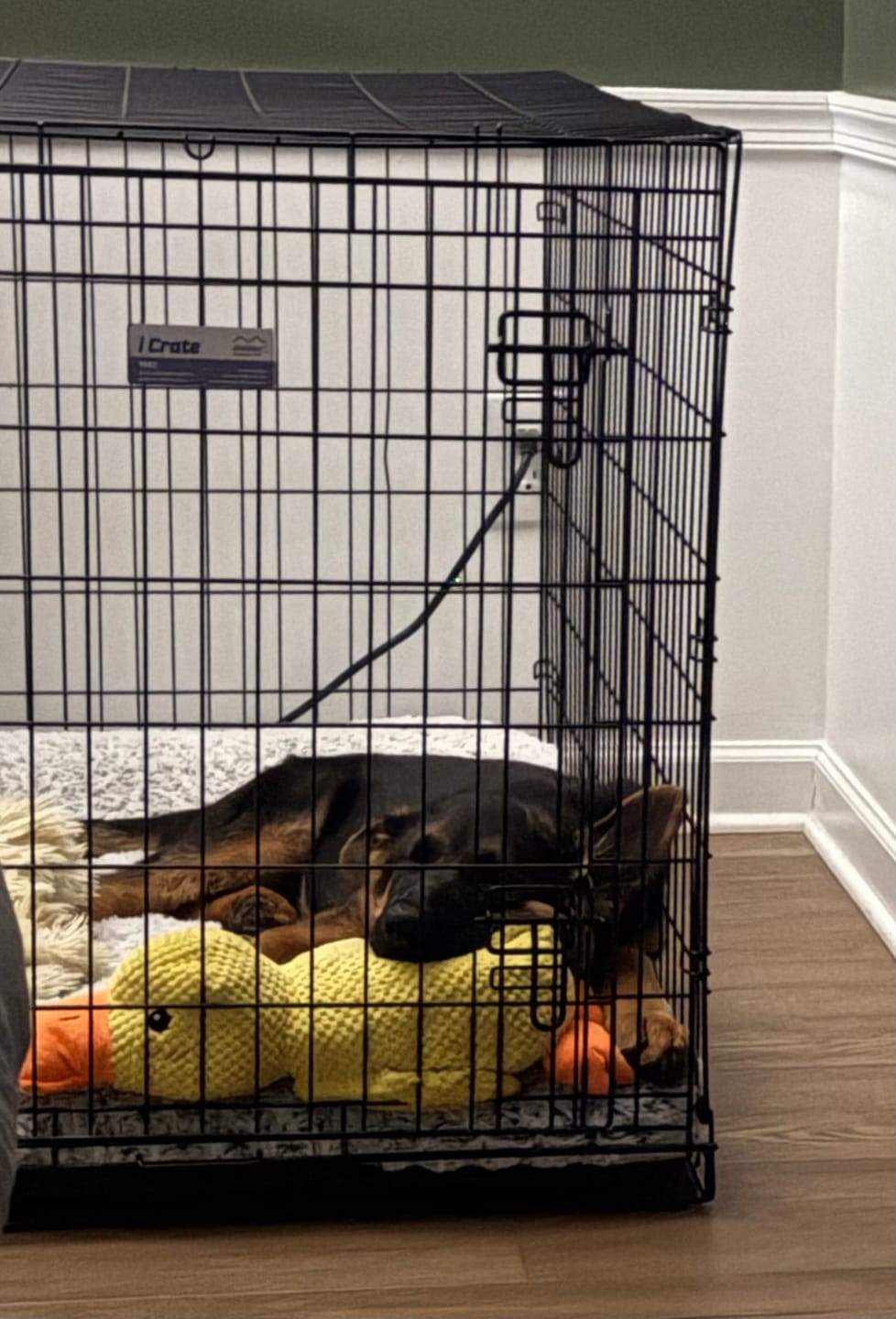 Customer photo review of Calming Duck