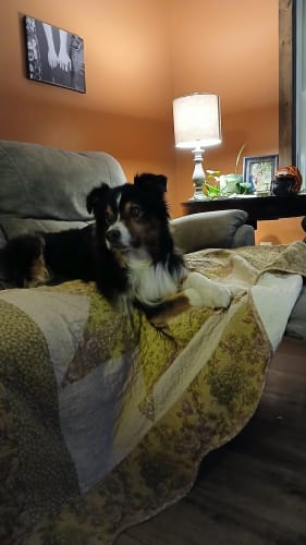 Customer photo review of Petsmont Buddy Guard Small Dog