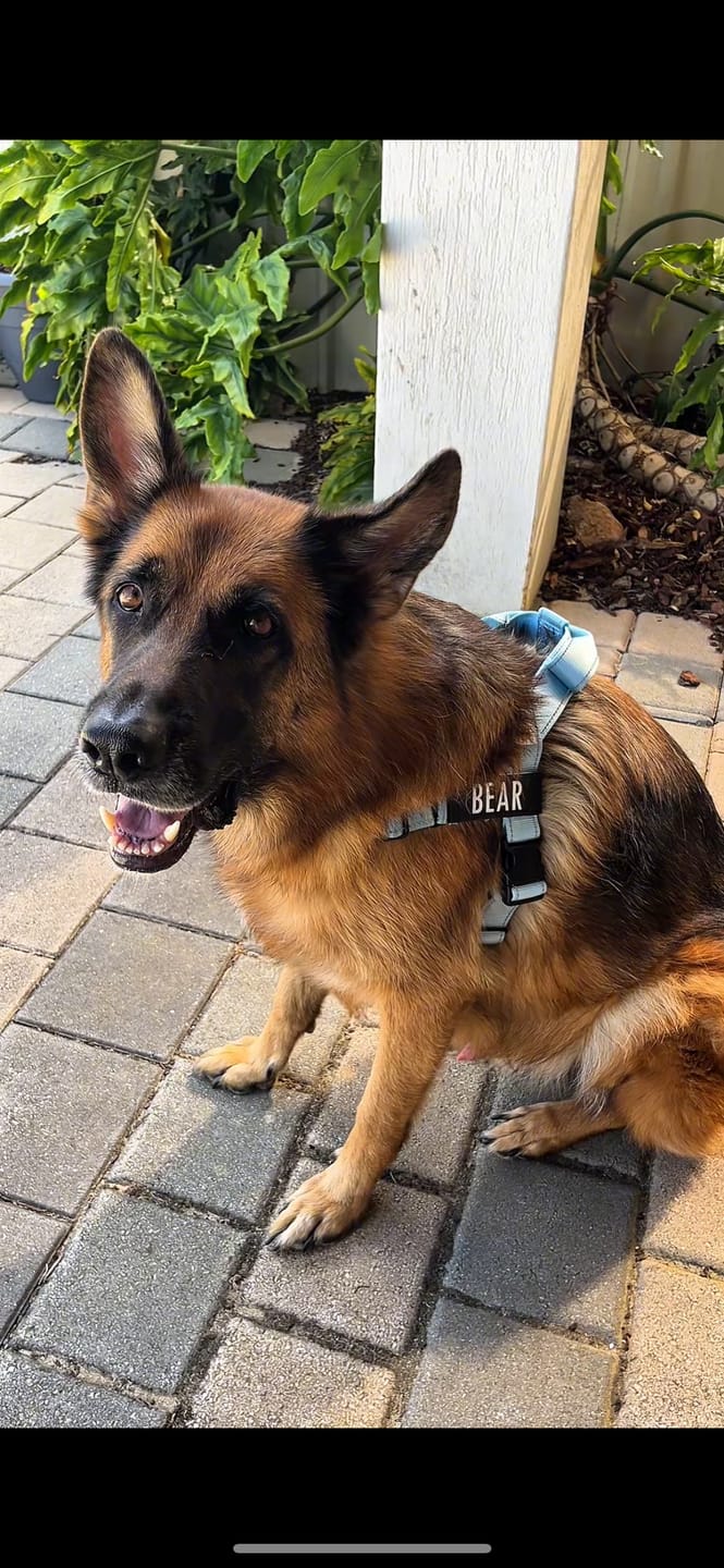 Customer photo review of No Pull Harness Complete Set