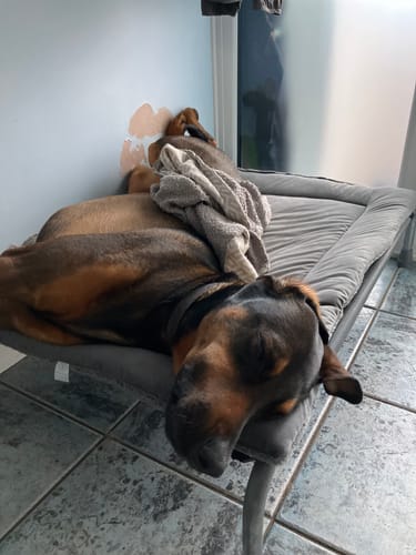 Customer photo review of Grey Sherpa & Grey Velvet Luxury Reversible Pad