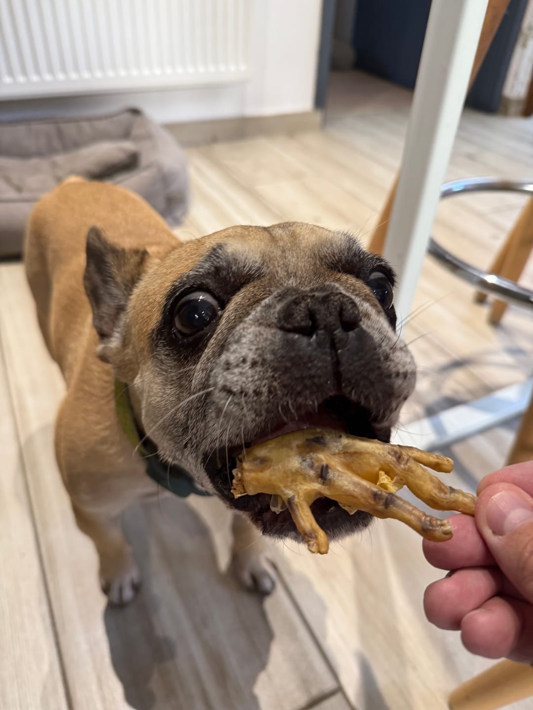 Customer photo review of Patas de pollo