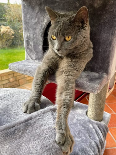Avis photo d'un client sur Pâtée Chat Stérilisé Sans Céréales - Poisson Blanc
