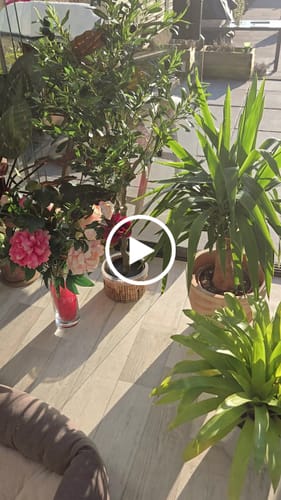Customer video review of Strelitzia Kunstplant 120cm