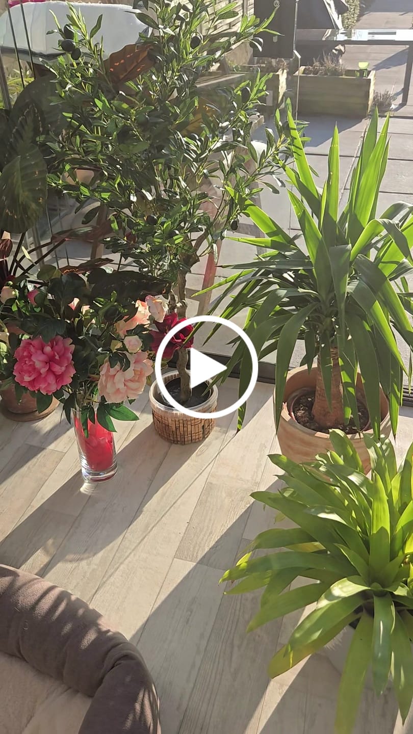 Customer video review of Strelitzia Kunstplant 120cm