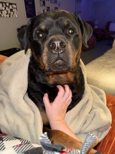 Customer photo review of 6 Inch Jumbo Bully Stick