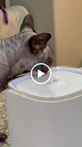 Customer video review of Pet Water Fountain