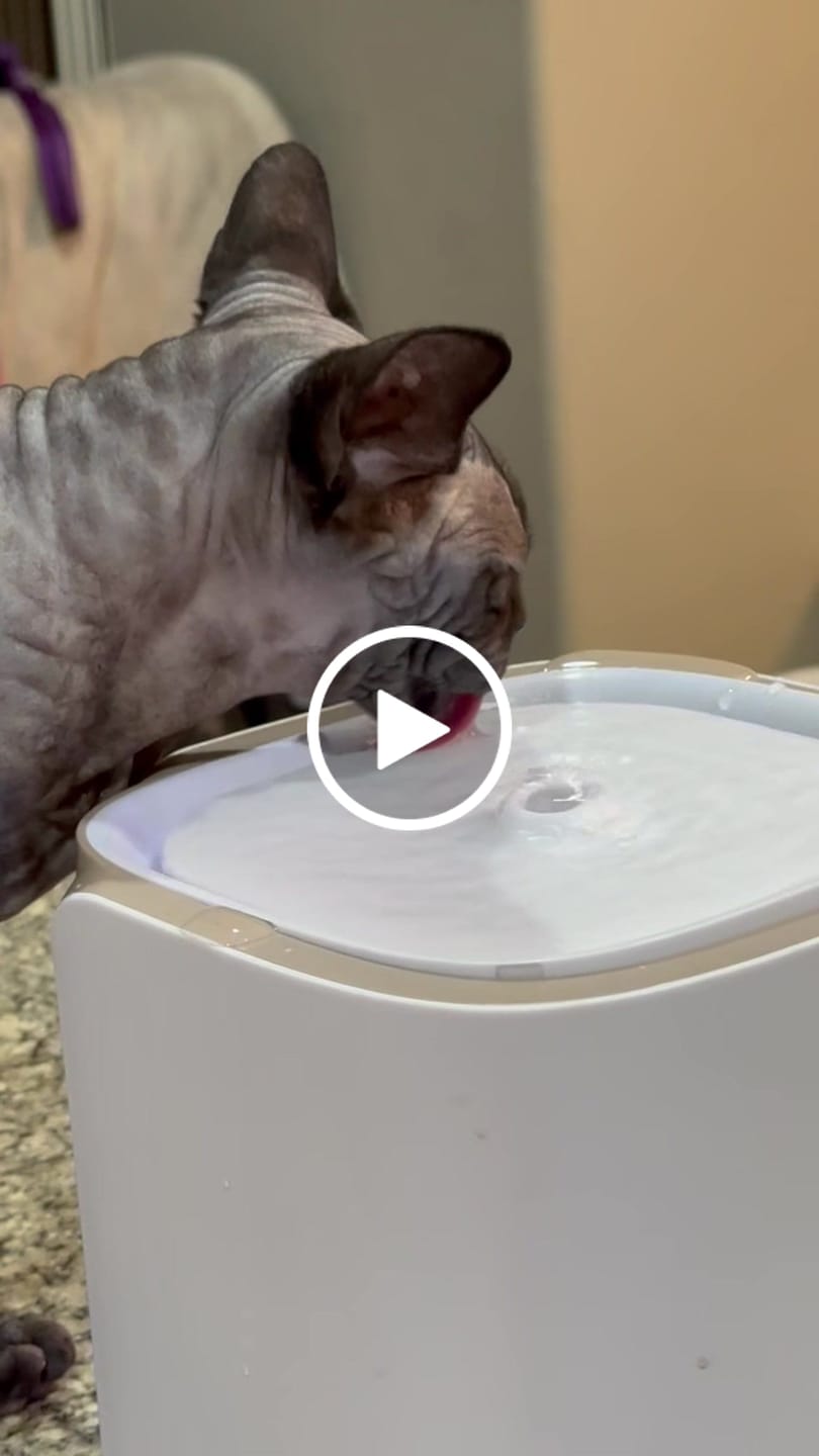 Customer video review of Pet Water Fountain