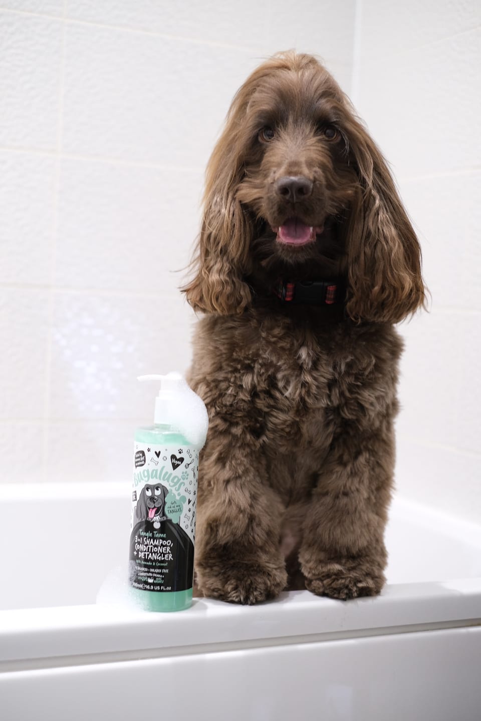 Customer photo review of 3 in 1 Tangle Tame Dog Shampoo, Conditioner & Detangler