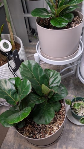 Customer photo review of Ficus lyrata 'Little Sunshine'