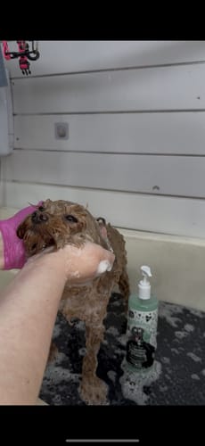 Customer photo review of 3 in 1 Tangle Tame Dog Shampoo, Conditioner & Detangler
