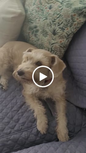 Perro de Alejandra