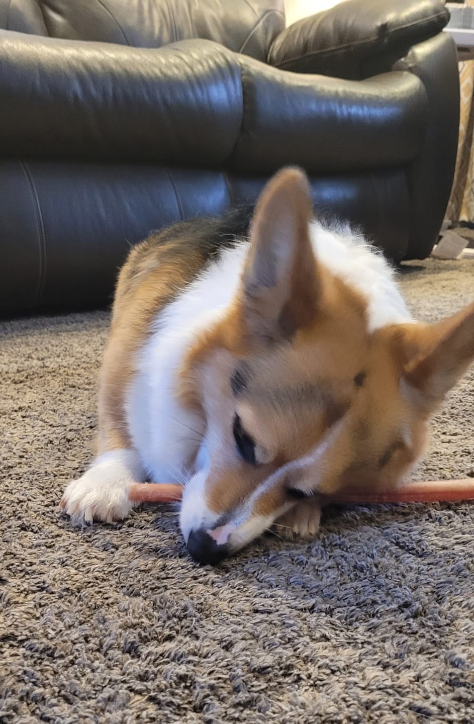 Customer photo review of 12 Inch Standard Bully Sticks