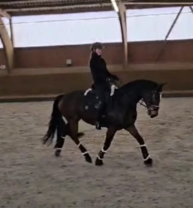 Customer photo review of TORPOL® Schabracke EVO Magnetfeld Nelson™ Spring/Dressur