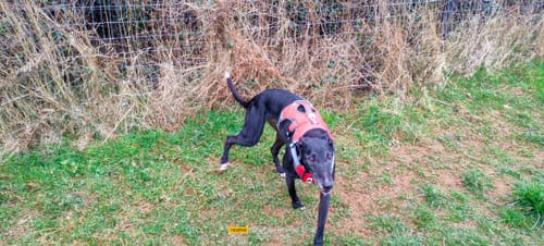 Customer photo review of Sighthound Escape Proof Harness