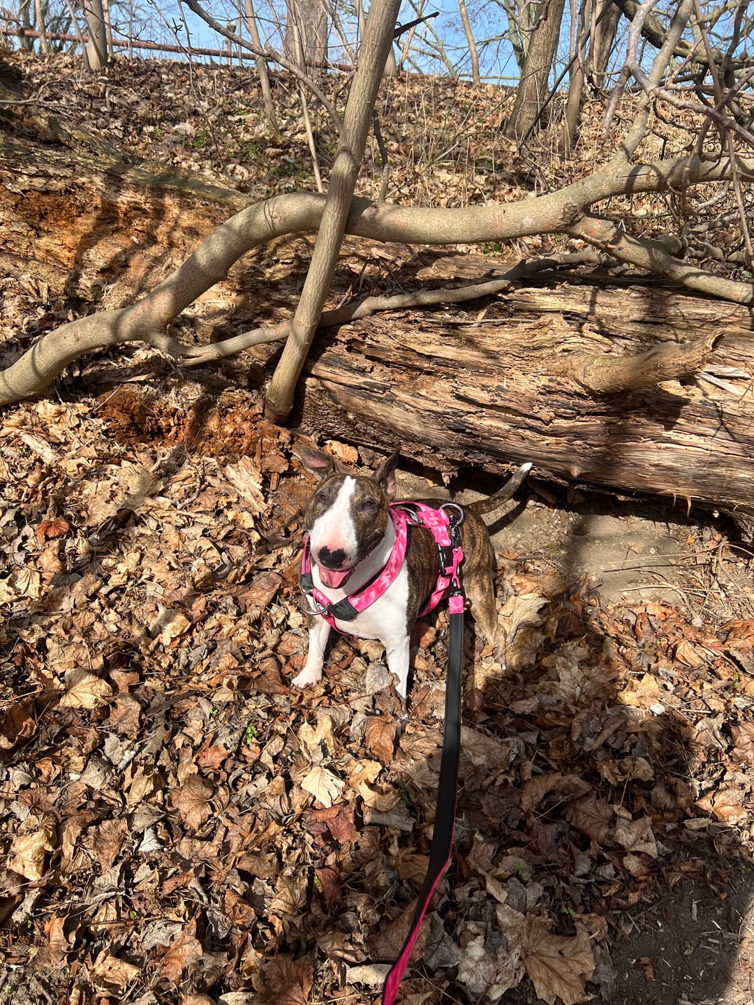 Customer photo review of Training Anti Pull TRI-Harness® | M-XL Breeds - Bubblegum