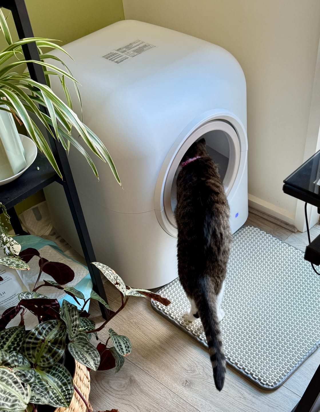 Customer photo review of Pawz Smart Cat Litter Box Automatic Self Cleaning with App Remote Control