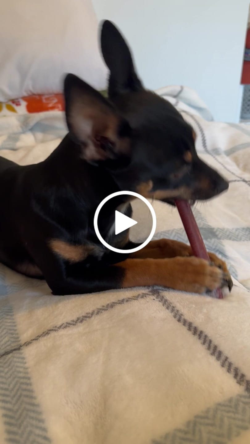 Customer video review of Regular Bully Sticks