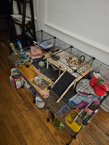 Customer photo review of 4x2 C&C Cage with Stand