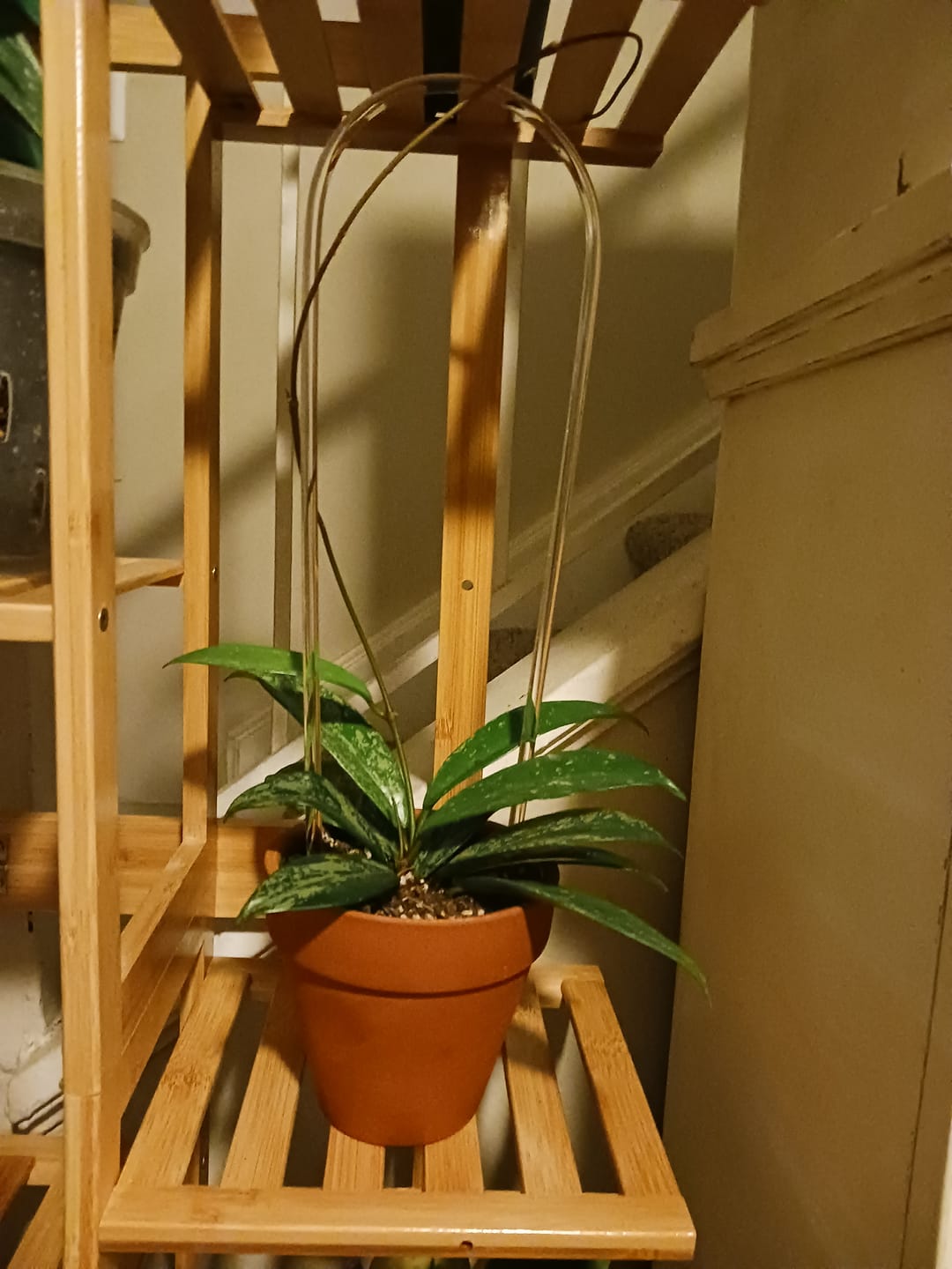Customer photo review of Hoya pubicalyx x carnosa