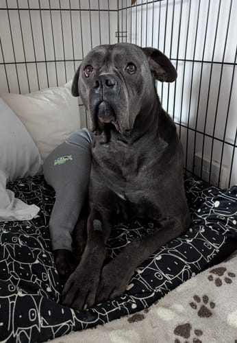 Customer photo review of Lick Sleeve