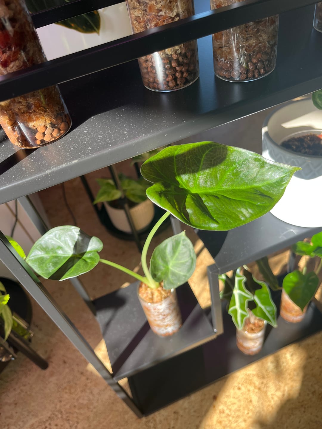 Customer photo review of ALOCASIA REGAL SHIELD