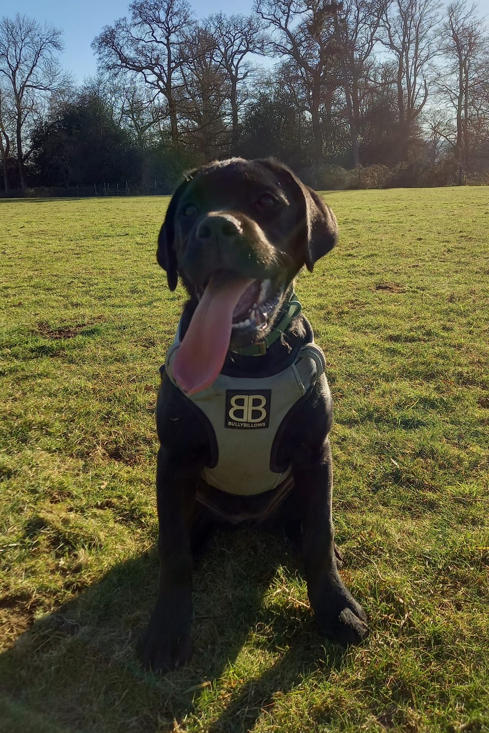 Customer photo review of Comfort Premium Harness | Non Restrictive - Metal Grey