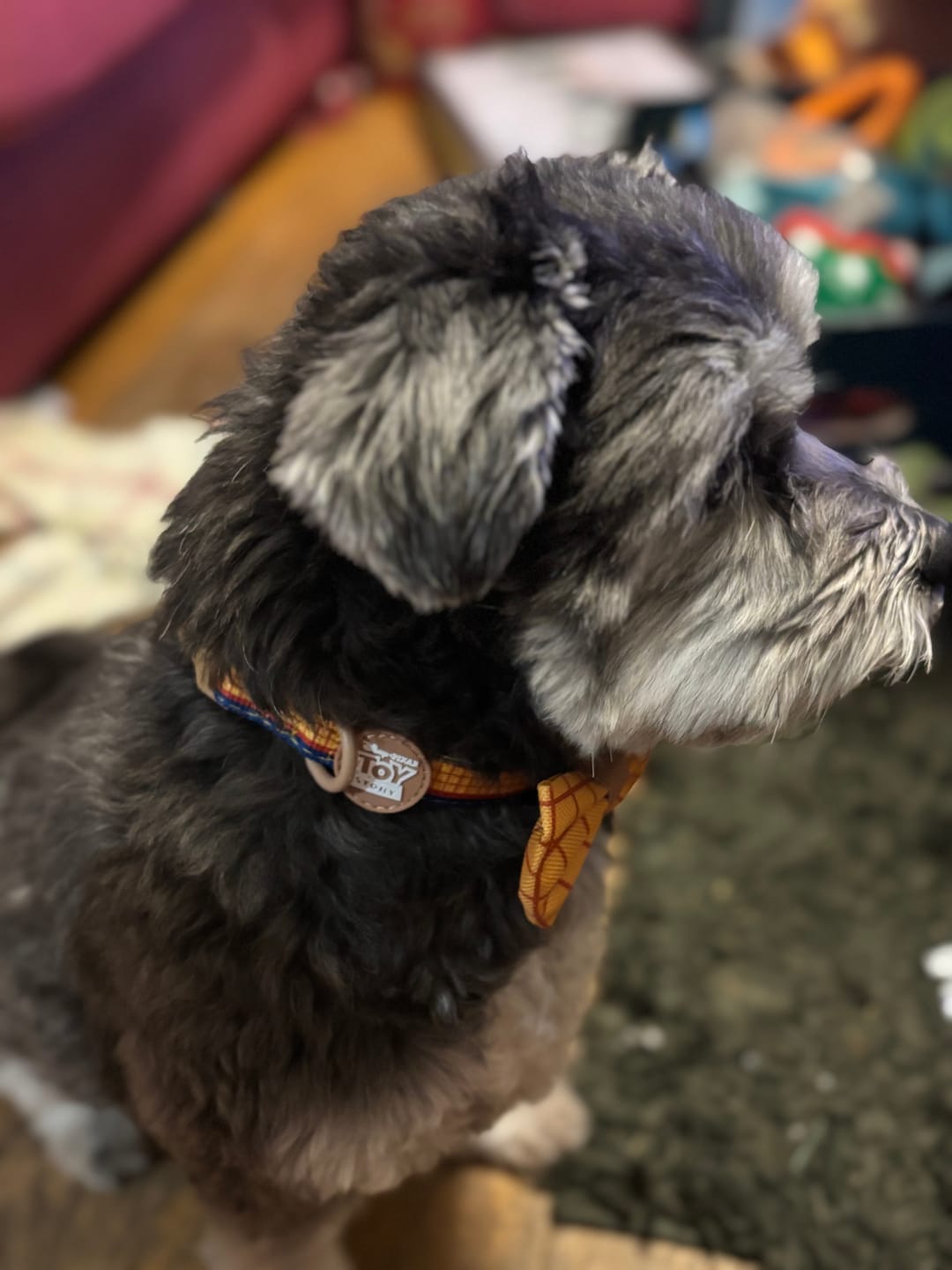 Customer photo review of Disney© Collar - Woody