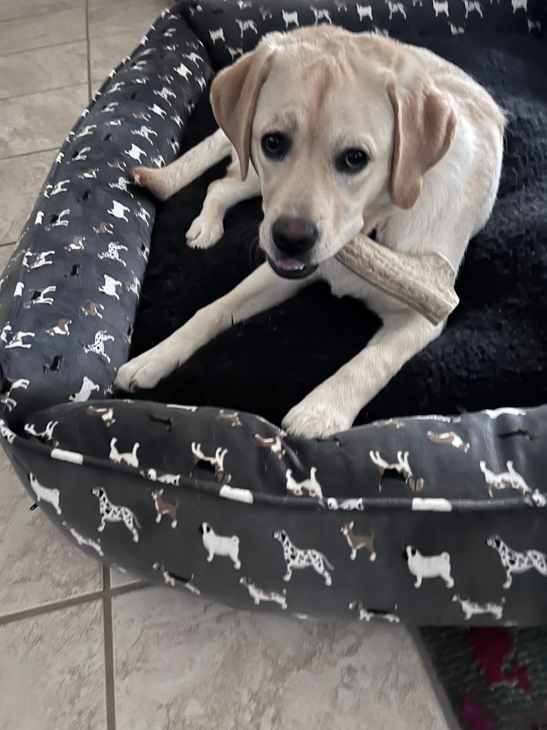 Customer photo review of Medium Elk Chew