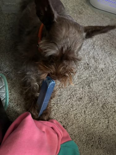 Customer photo review of Mix Flavored Chews ( a Pack of 6 Sticks )