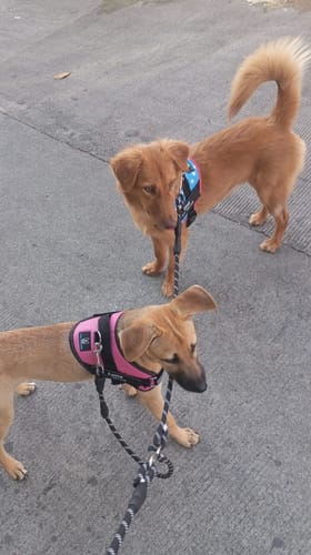 Customer photo review of No-Pull Paw Harness™ (Get Free Leash)