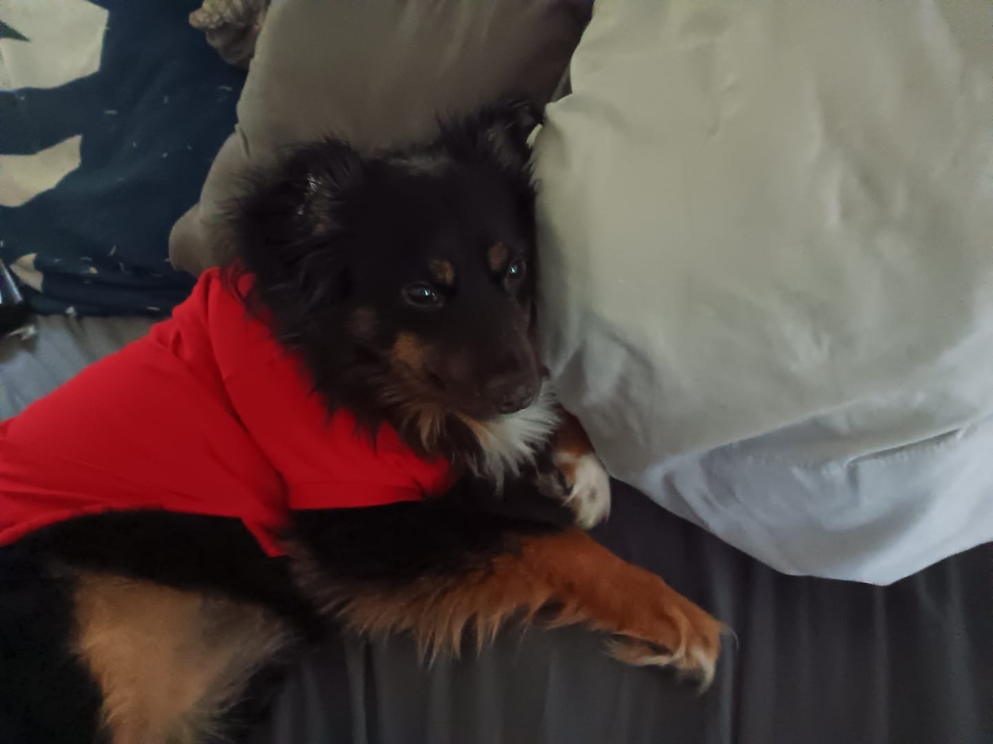 Customer photo review of Polo Ralph Lauren Cotton-Mesh Dog Polo Shirt