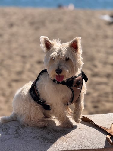 Customer photo review of Dog Essentials Harness