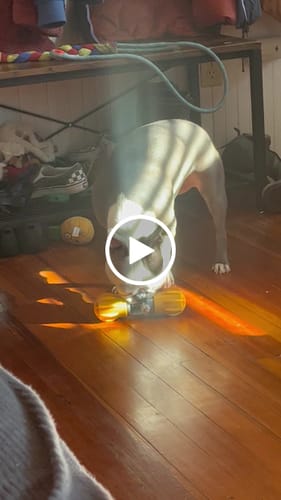Customer video review of Safe Dog Chew Holder