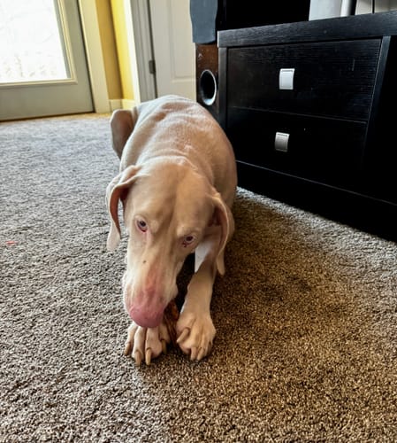 Customer photo review of Butchers Variety Pack - 2LB Bag