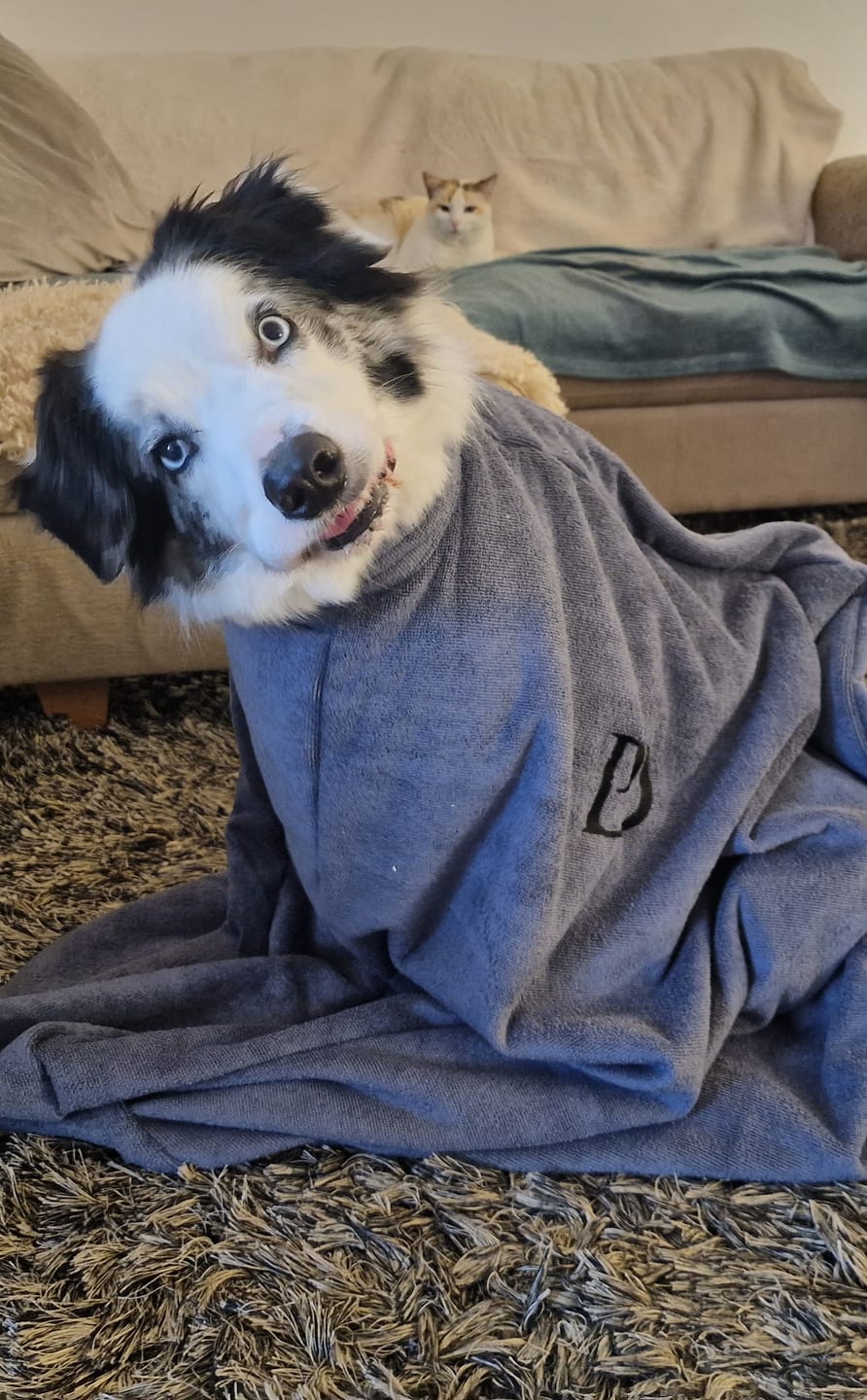 Customer photo review of Luxury Dog Drying Bag