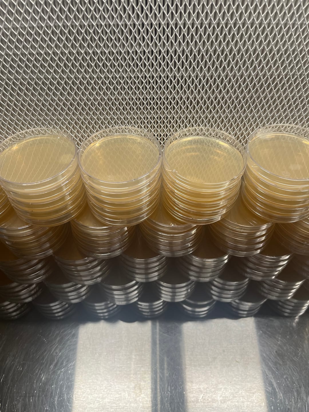 Customer photo review of Standard/Disposable 90mm*15mm Polystyrene Petri Dish
