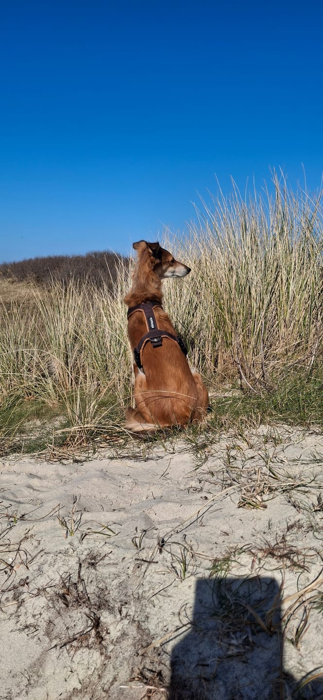 Customer photo review of Windhundgeschirr FUN "Toffee"