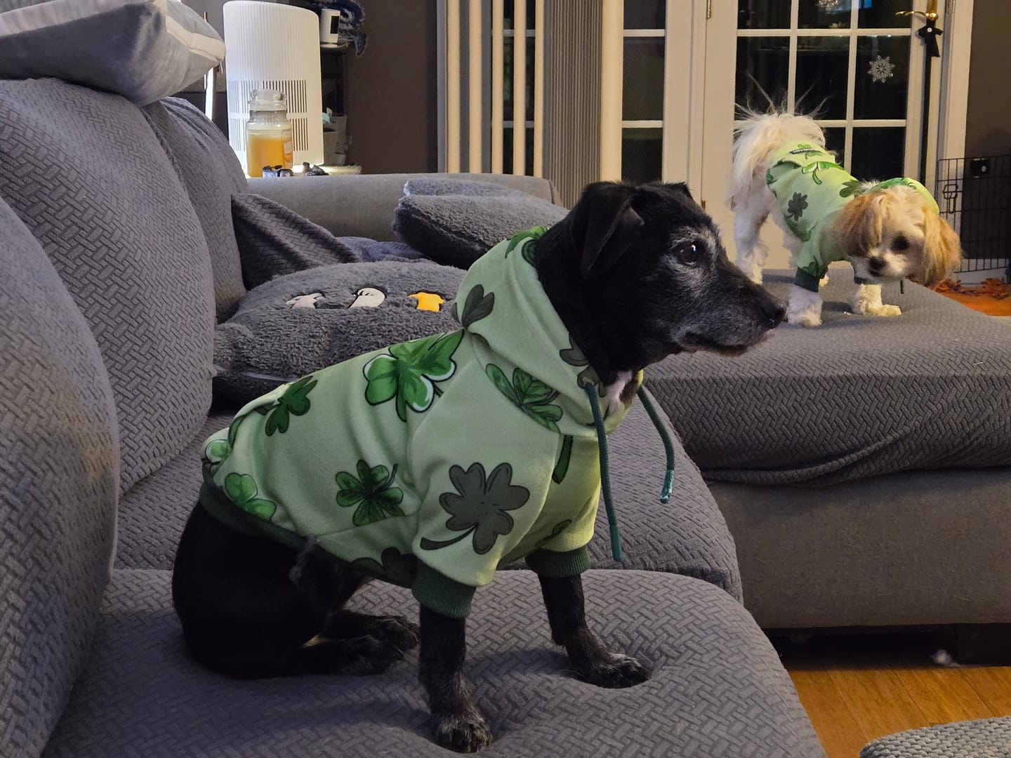 Customer photo review of St. Paddy's Human Hoodies (Limited Edition)