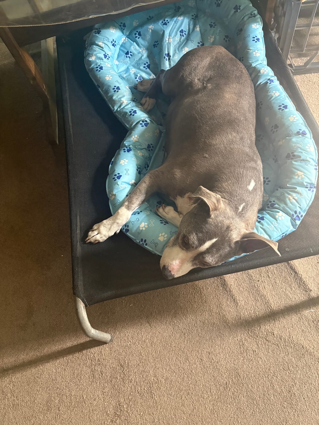 Customer photo review of Pawz Pet Cooling Mat Dog Cat Gel Non-Toxic Bed Pillow Self-cool Summer Ice Pad