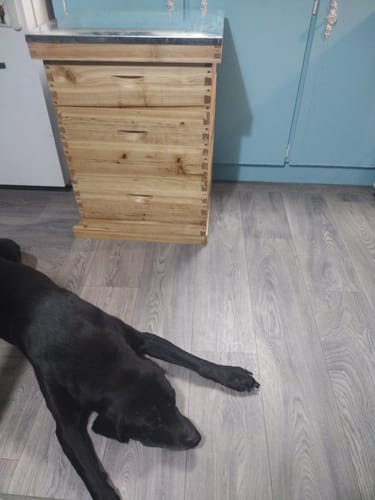 Customer photo review of BeeCastle Hives 10 Frame Wax Coat Complete Beehive Kit:2 Designed Deep Bee Boxes and 1 Super Medium Box,Includes Premium Wooden Frames and Beeswax-Plastic Foundation