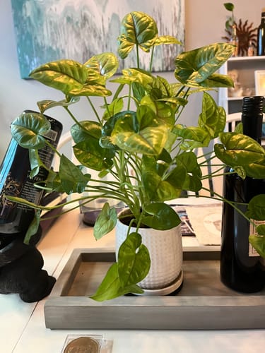 Customer photo review of Plant Food