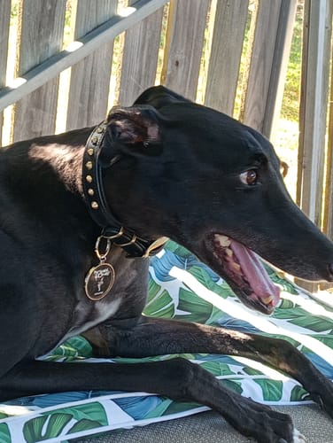 Customer photo review of Hand Made Leather Dog Collar - Ruthless Black & Brass (Slim Fit)