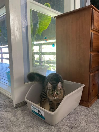 Customer photo review of 1 Month Supply – 2 Cat