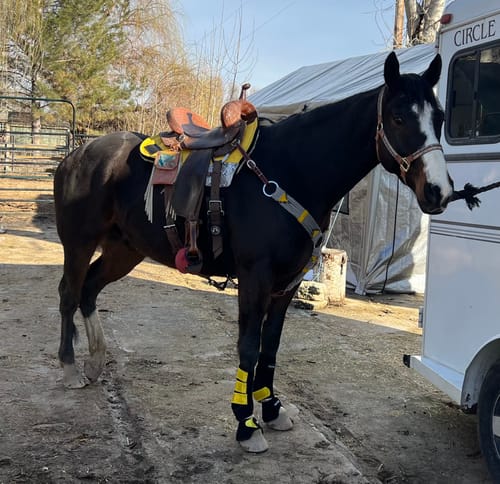 Customer photo review of BLACK WITH GOLD SPARKLE VELCRO BELL BOOTS