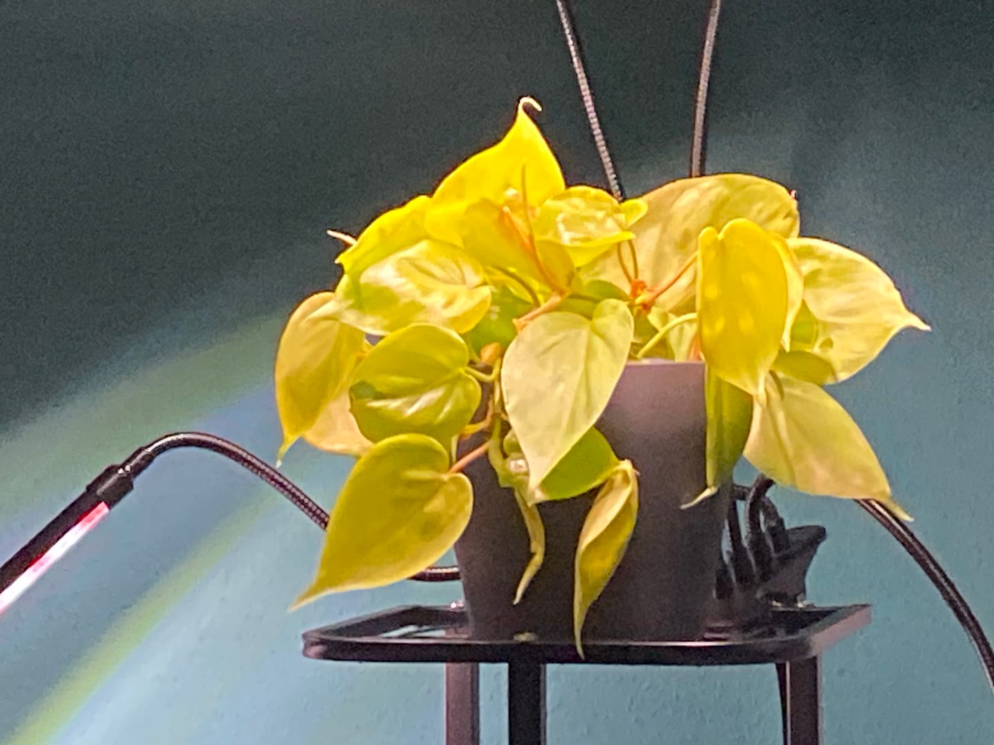 Customer photo review of PHILODENDRON HEDERACEUM LEMON LIME