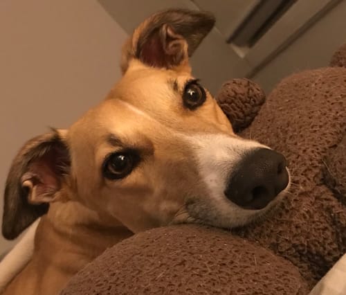 Customer photo review of Manuka Balm Distraction Treat Bundle