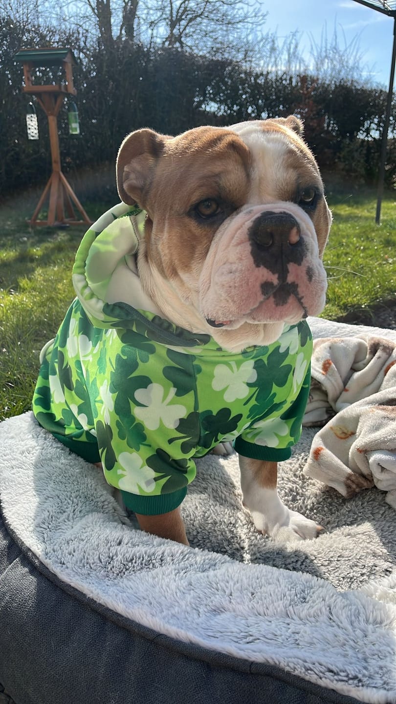 Customer photo review of St. Paddy's Human Hoodies (Limited Edition)