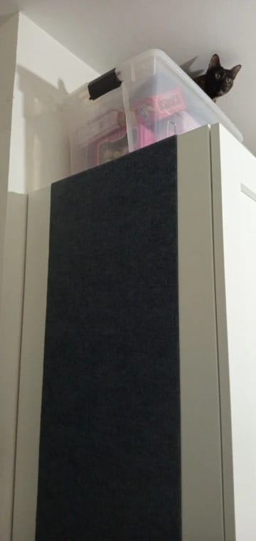Customer photo review of Cats Scratch Self-Adhesive Carpet