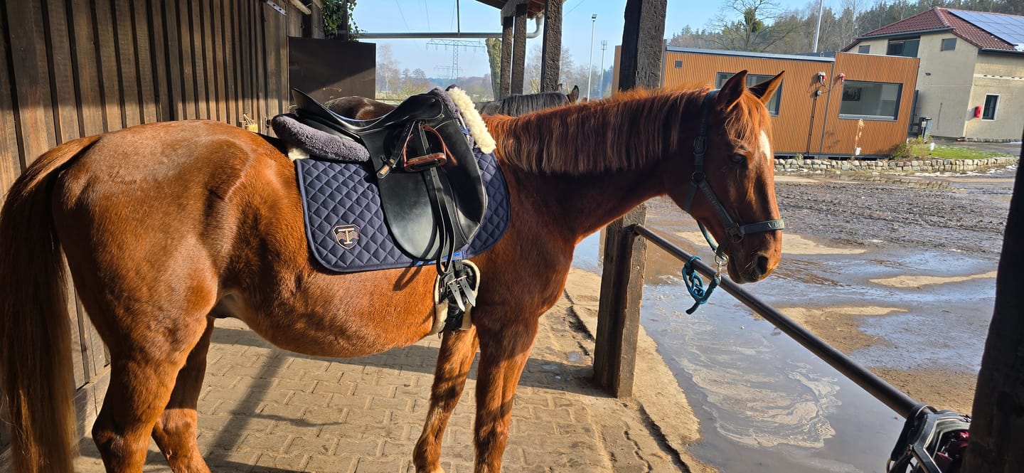 Customer photo review of TORPOL® Schabracke EVO Magnetfeld Nelson™ Spring/Dressur